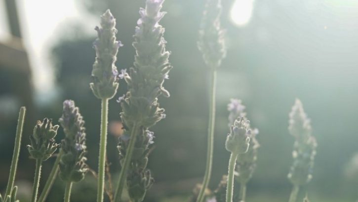 137-degrees-nature-1